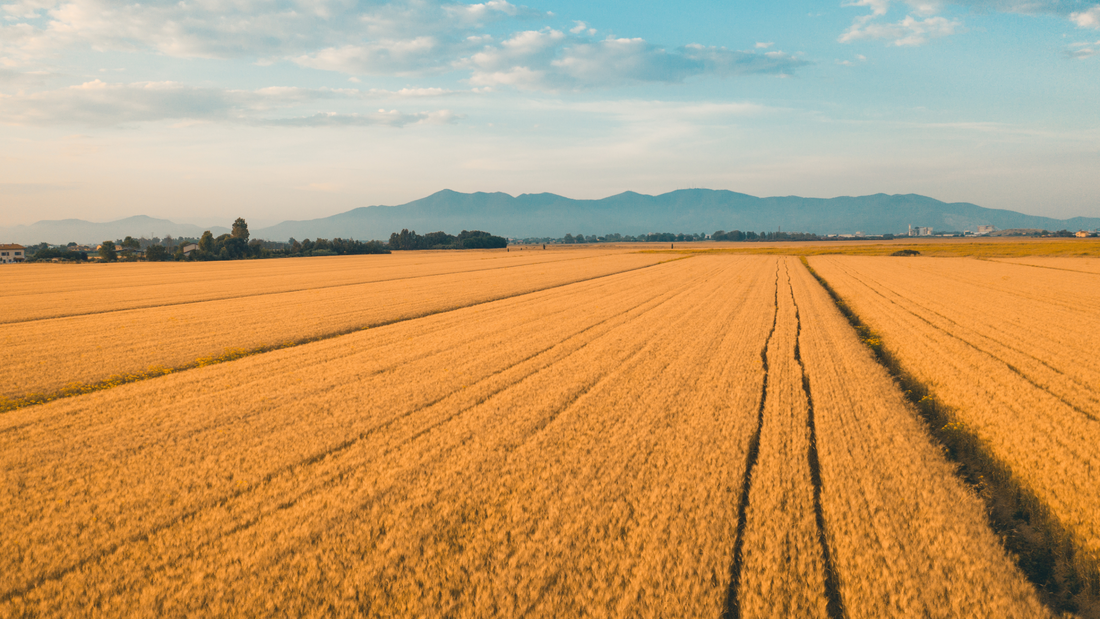 Orkisz a gluten - co trzeba wiedzieć?