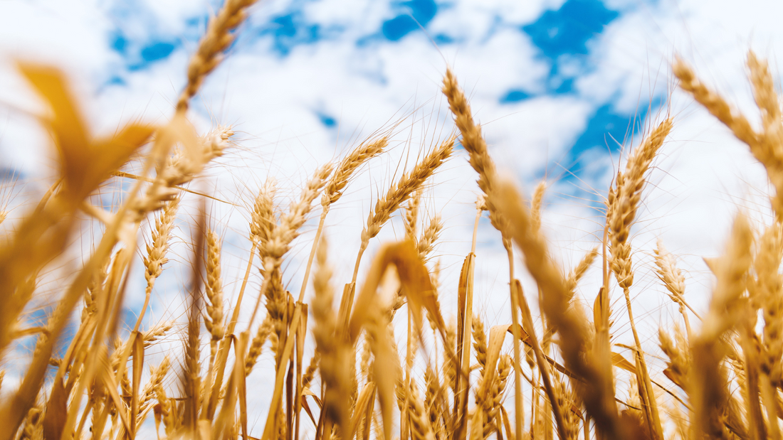 Czy orkisz to superfood? Właściwości i wartości odżywcze